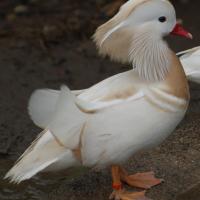 Mandarin blanc