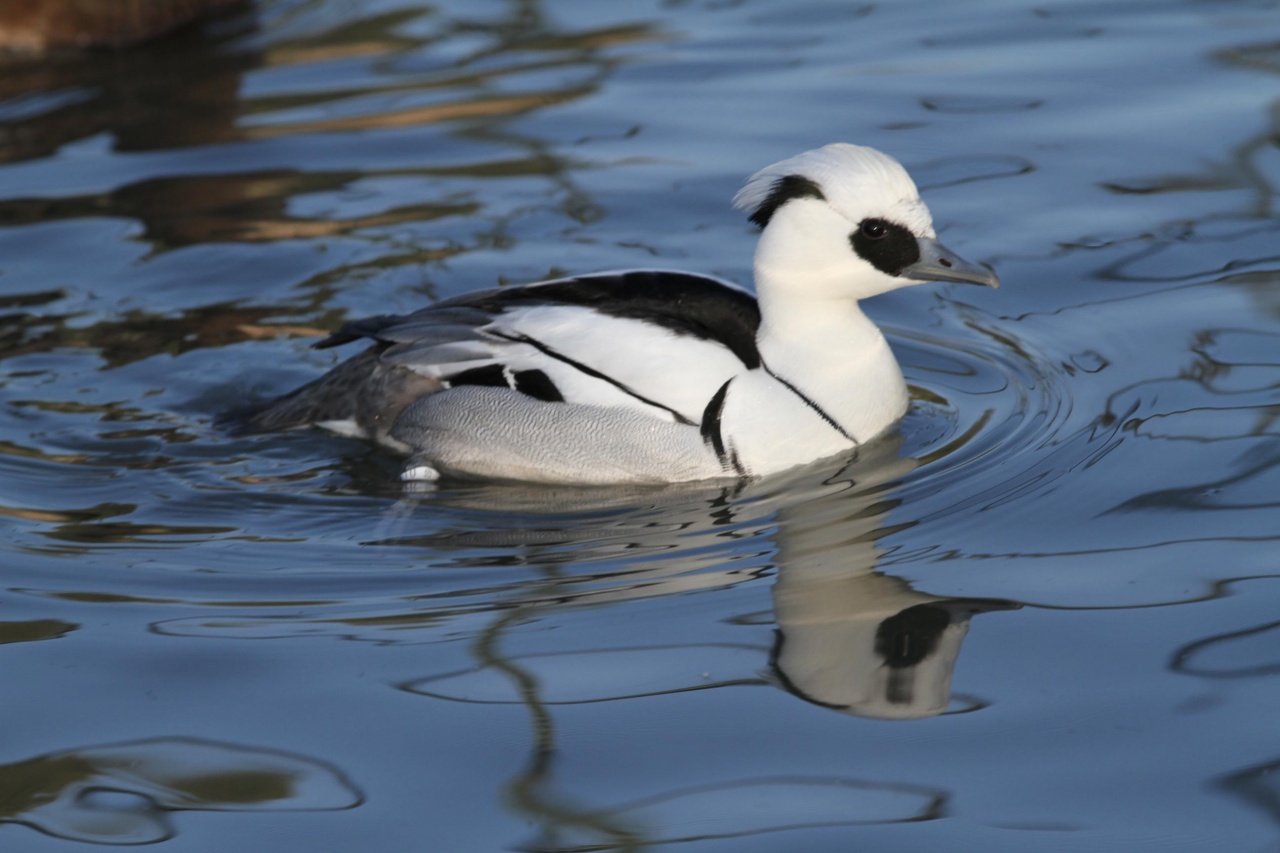 harle piette (mergus albellus)