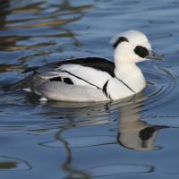 harle piette (mergus albellus)