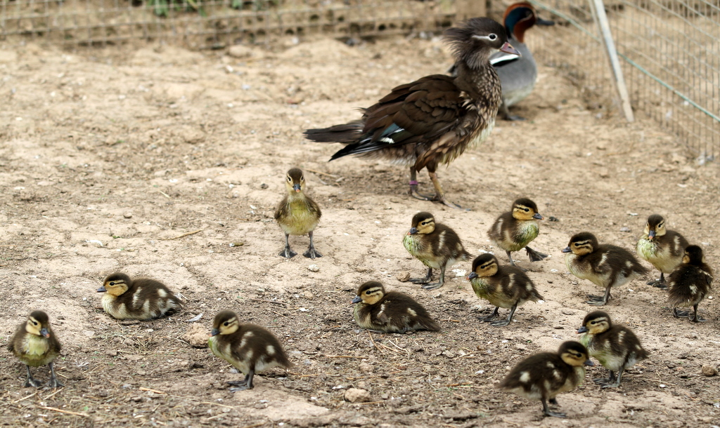 famille de mandarin