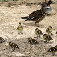 famille de mandarin