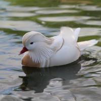 mandarin blanc