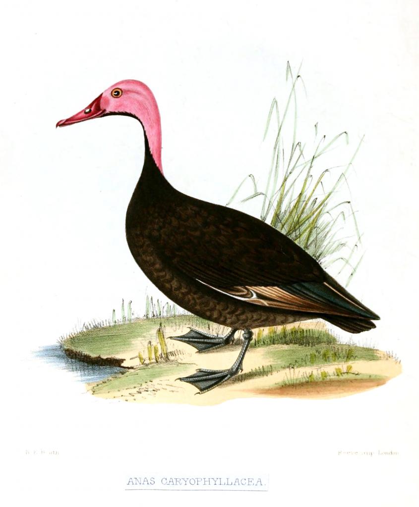 gravure ancienne XIX ème