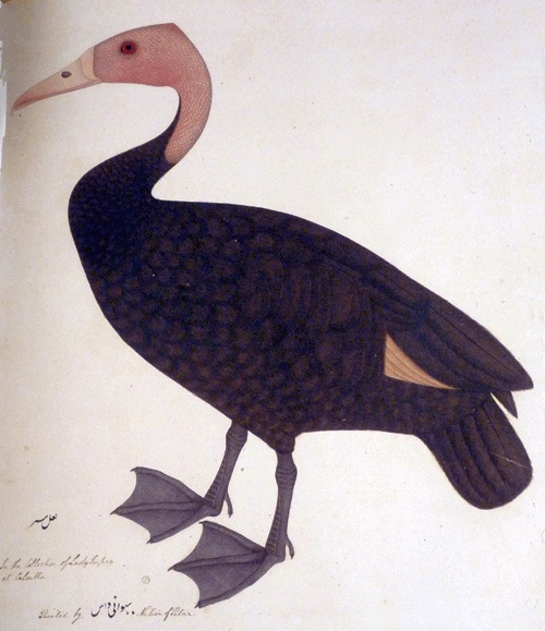 gravure ancienne XIX ème