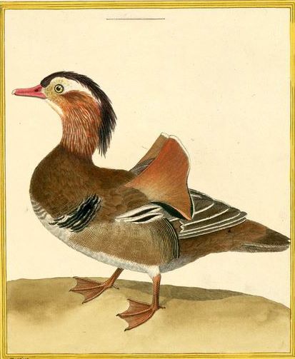 ancienne gravure XIXème (oeuvre de Buffon)