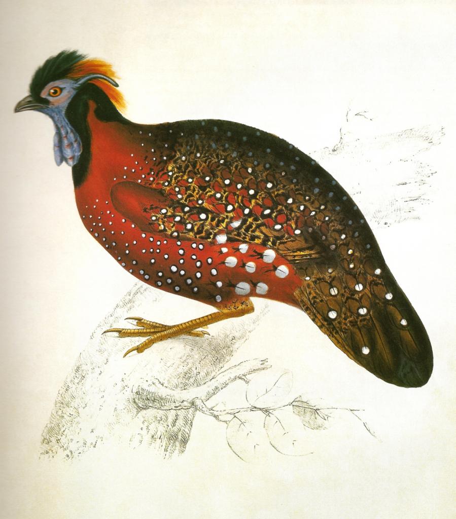 Satyre Tragopan Gould 1832