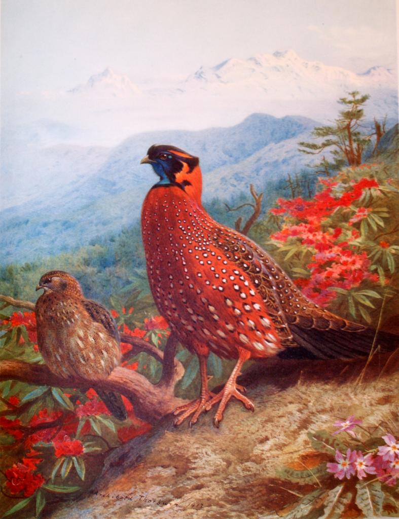 peinture ancienne Archibald THORBURN