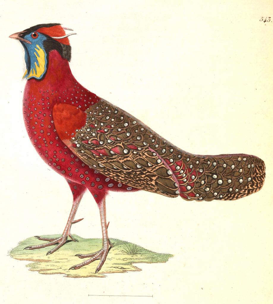 Tragopan_satyra_male_1838
