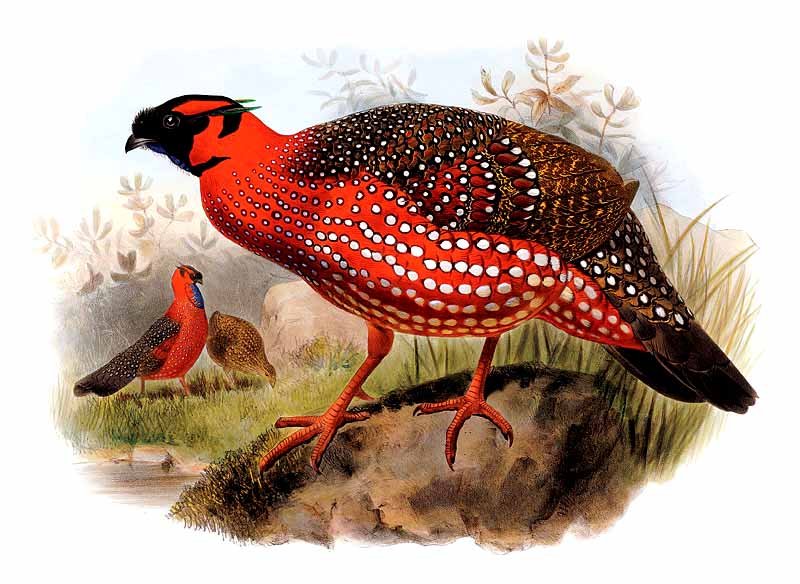 tragopan.satyre.dage.0g